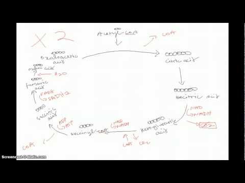 Products And Reactants Of Krebs Cycle