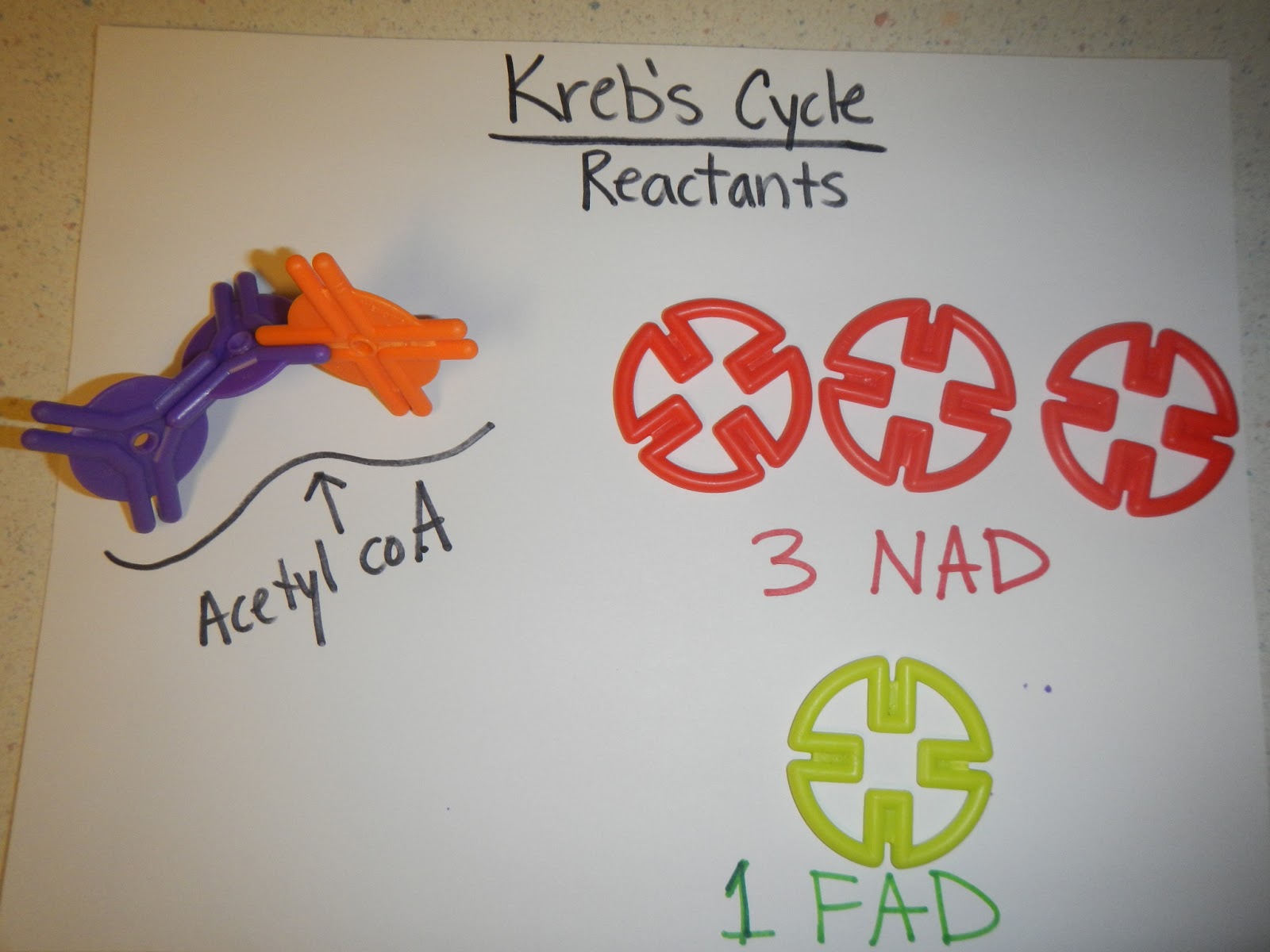 Products And Reactants Of Krebs Cycle