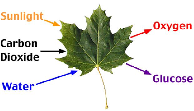 Products And Reactants Of Photosynthesis