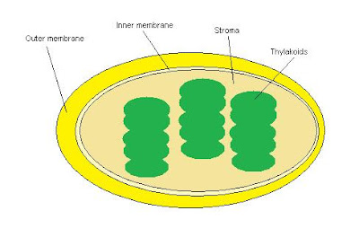 Products And Reactants Of Photosynthesis