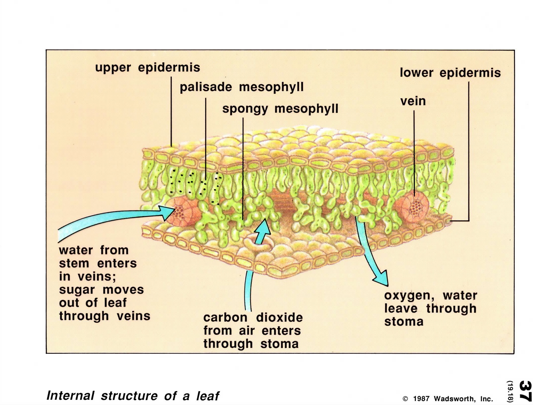 Products And Reactants Of Photosynthesis