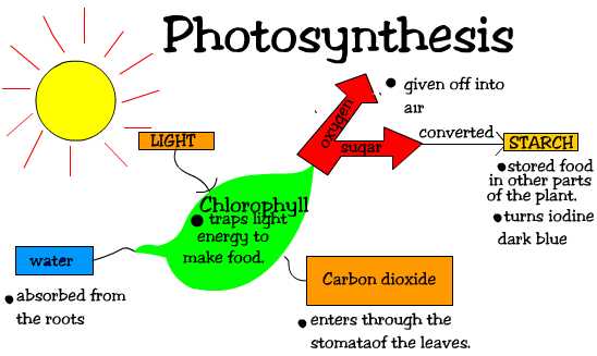 Products And Reactants Of Photosynthesis And Cellular Respiration