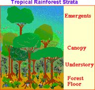 Products From The Rainforest Worksheet