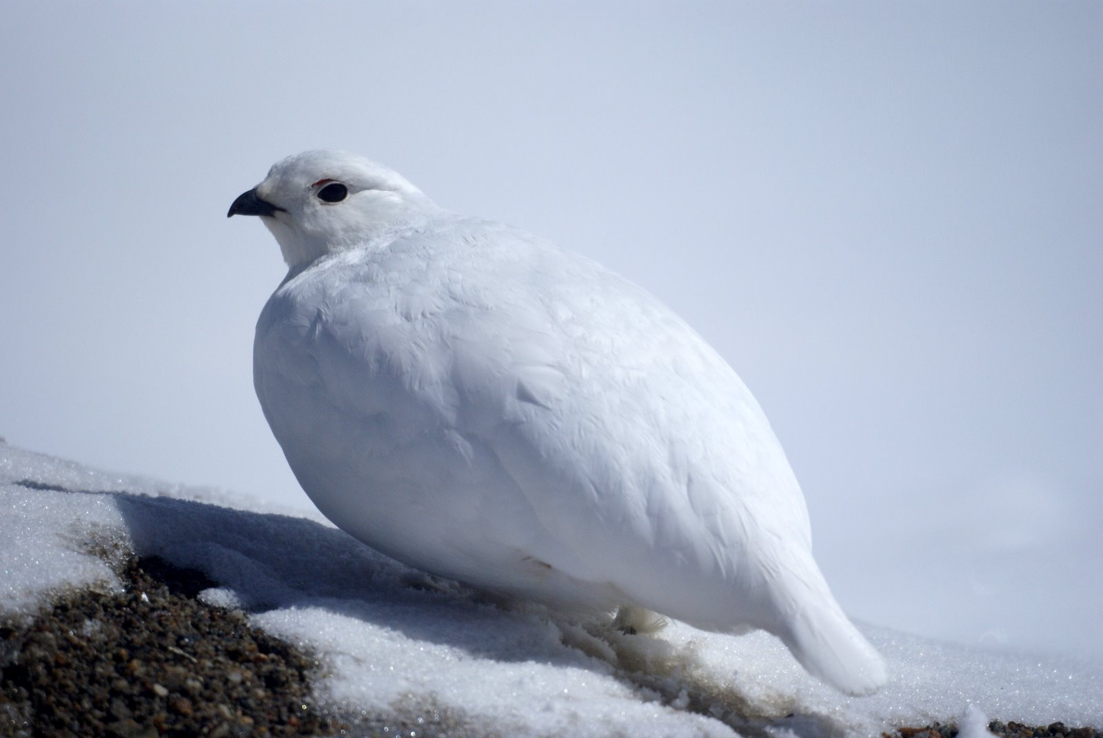 Ptarmigan