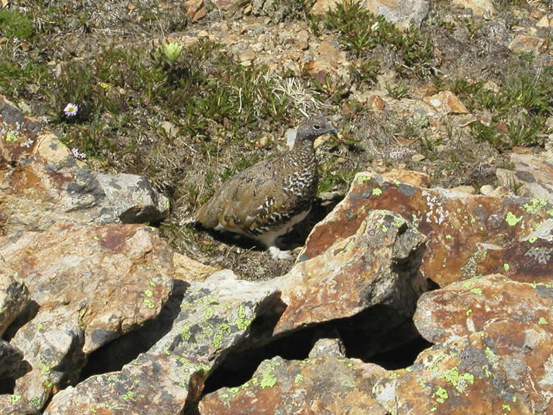 Ptarmigan