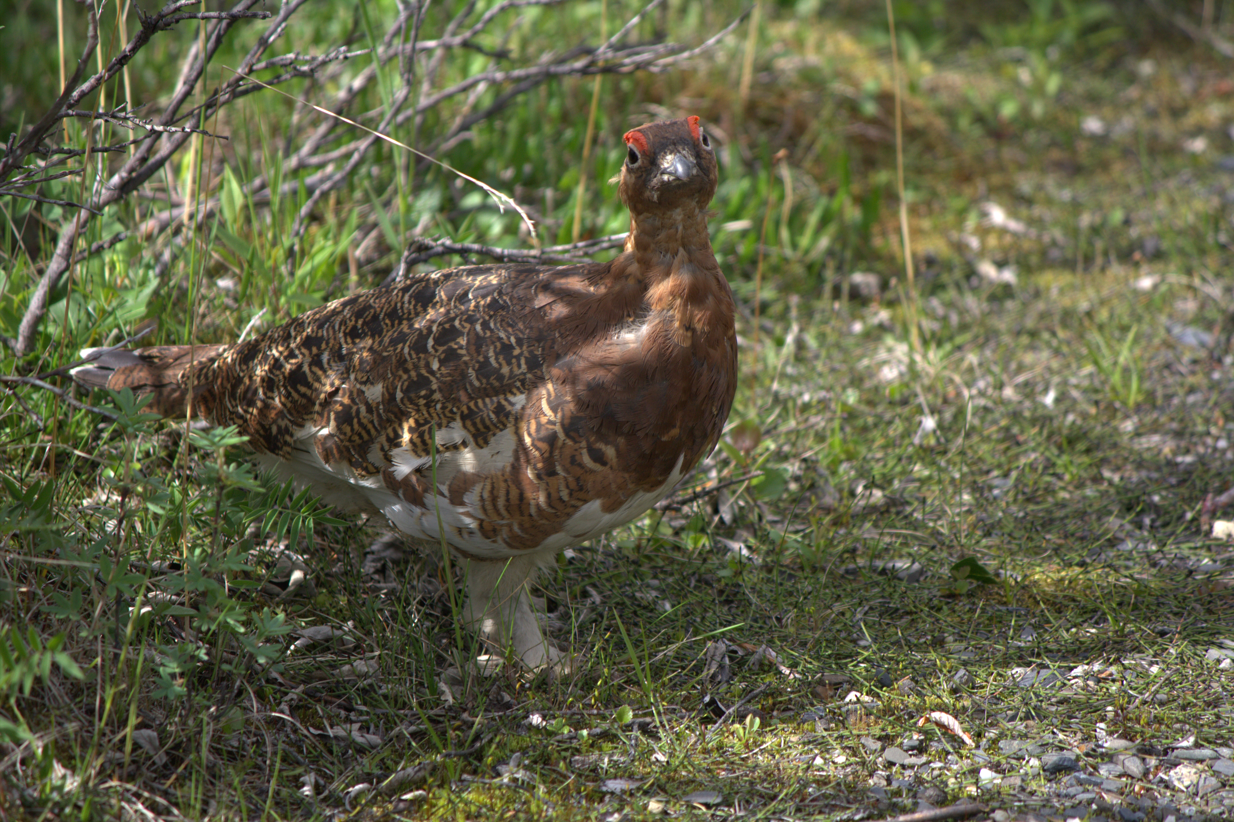 Ptarmigan