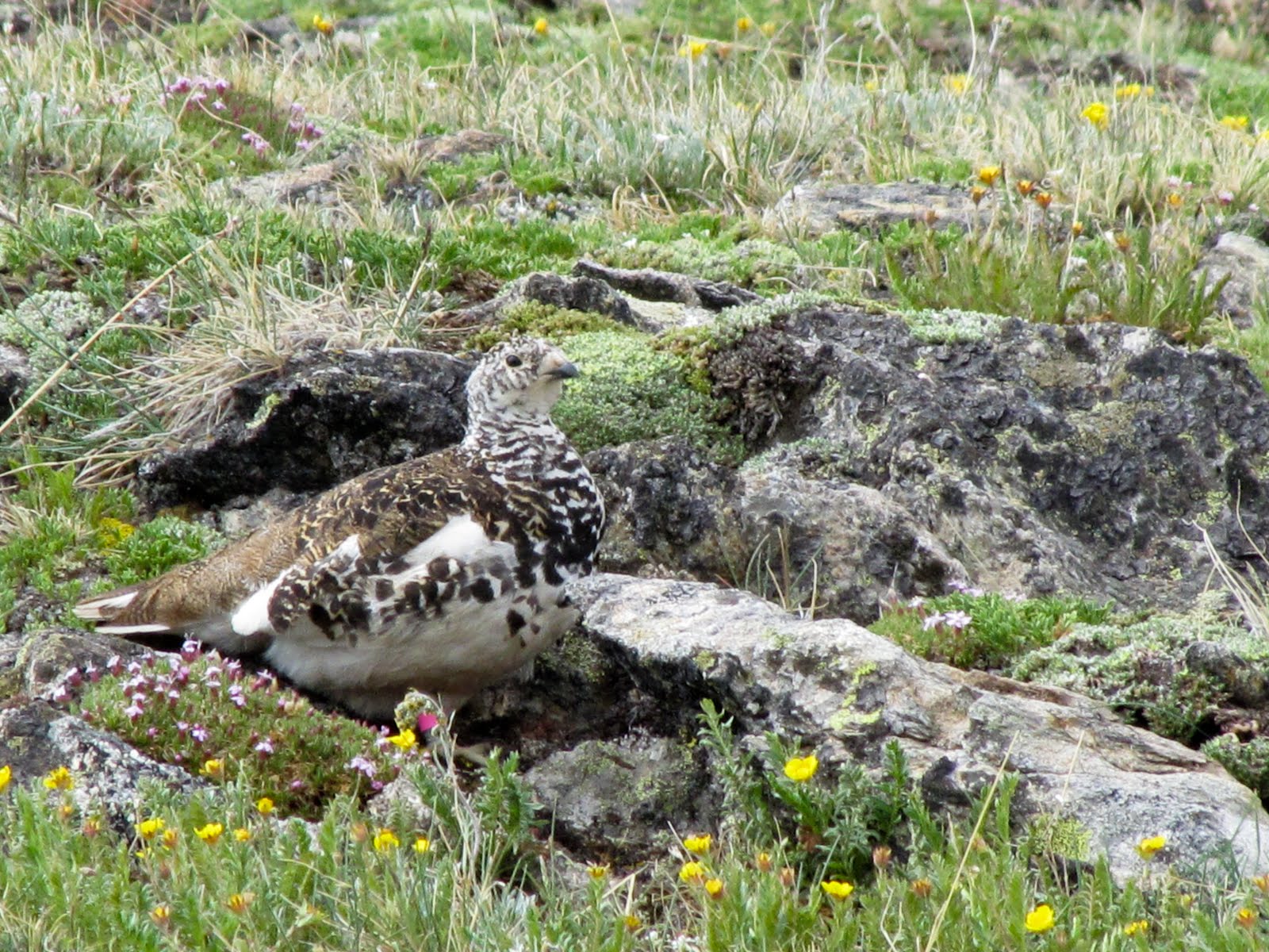 Ptarmigan