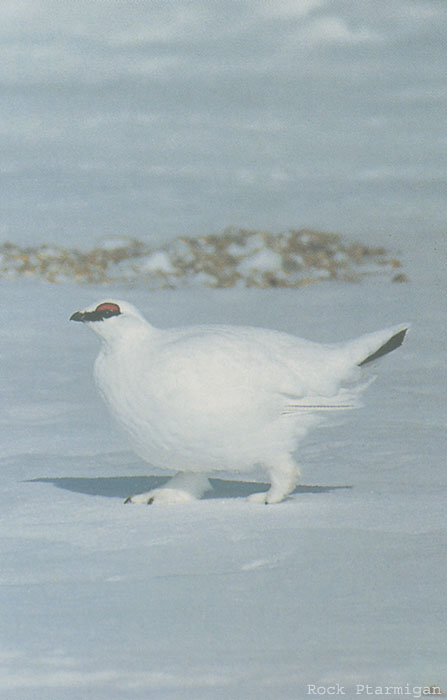 Ptarmigan