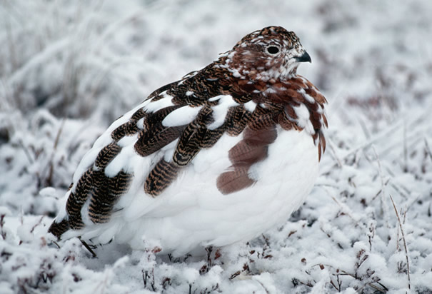 Ptarmigan