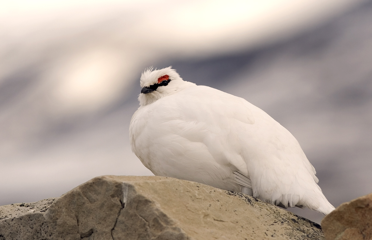 Ptarmigan