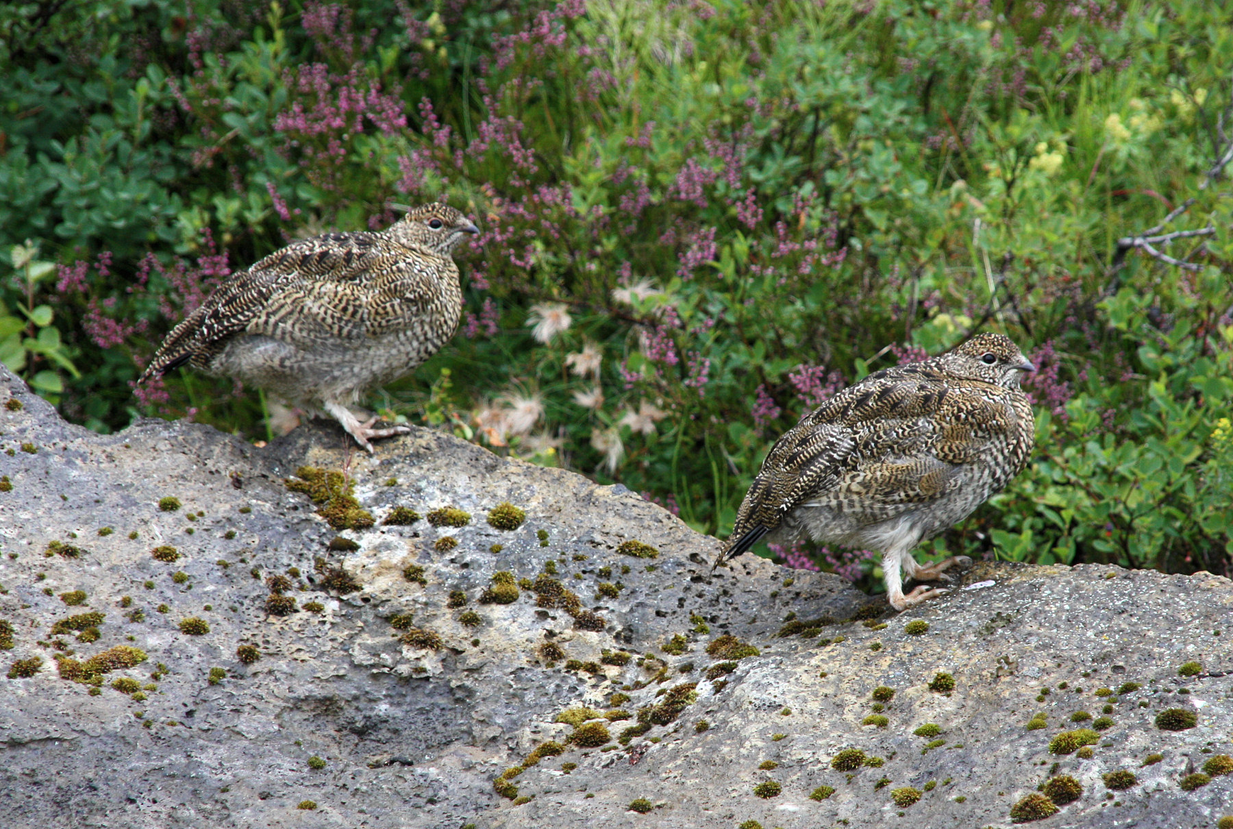 Ptarmigan