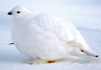 Ptarmigan