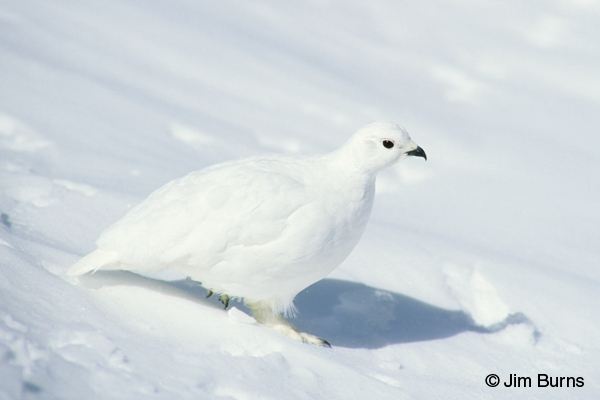 Ptarmigan