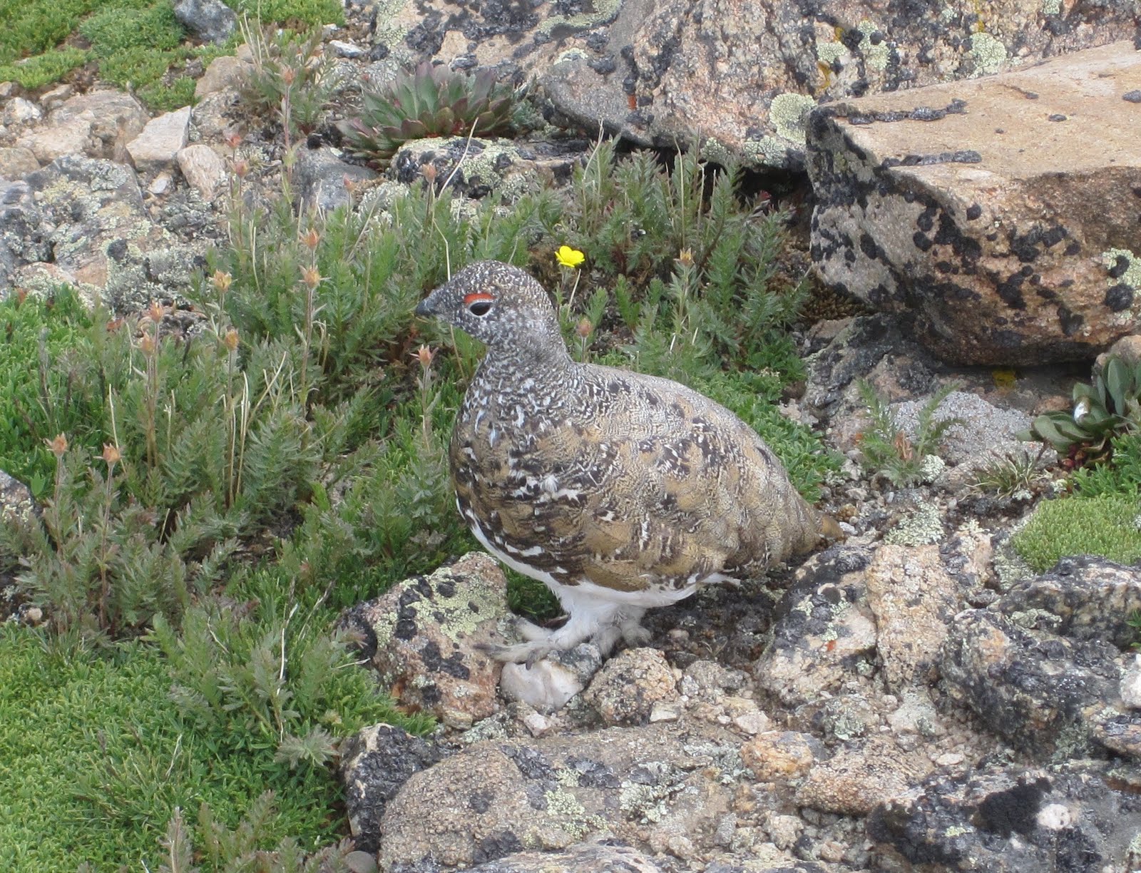 Ptarmigan Bird