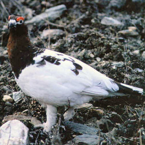 Ptarmigan Bird