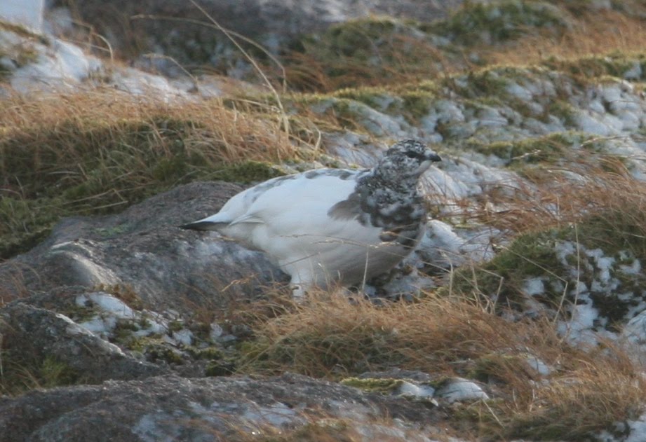 Ptarmigan Scotland