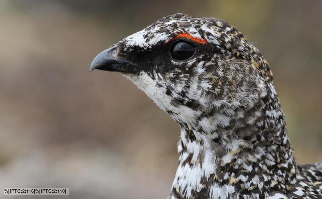 Ptarmigan Scotland