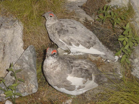 Ptarmigan Scotland