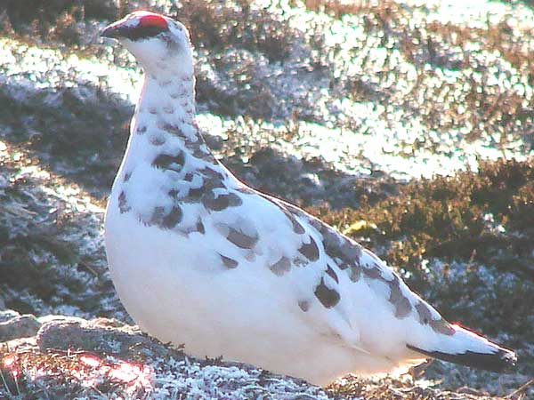 Ptarmigan Scotland