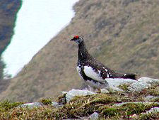 Ptarmigan Scotland