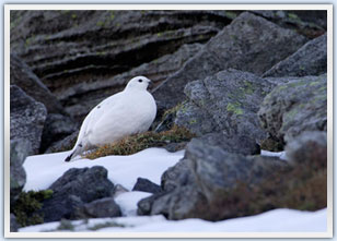 Ptarmigan Scotland