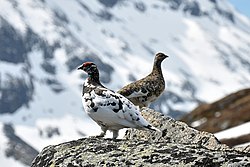 Ptarmigan Scotland