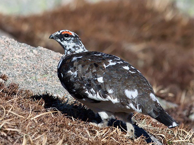 Ptarmigan Scotland