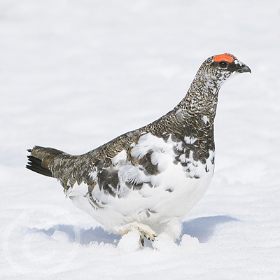 Ptarmigan Scotland