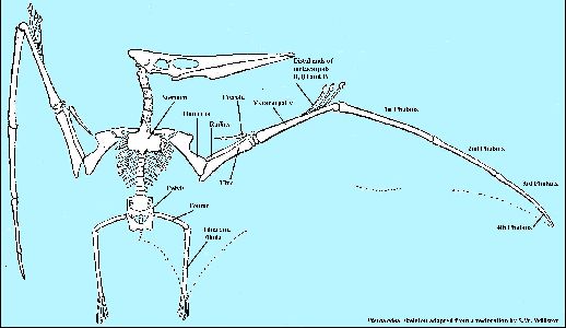 Pteranodon