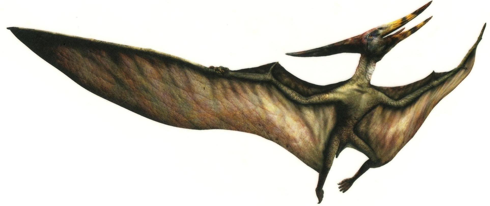 Pteranodon