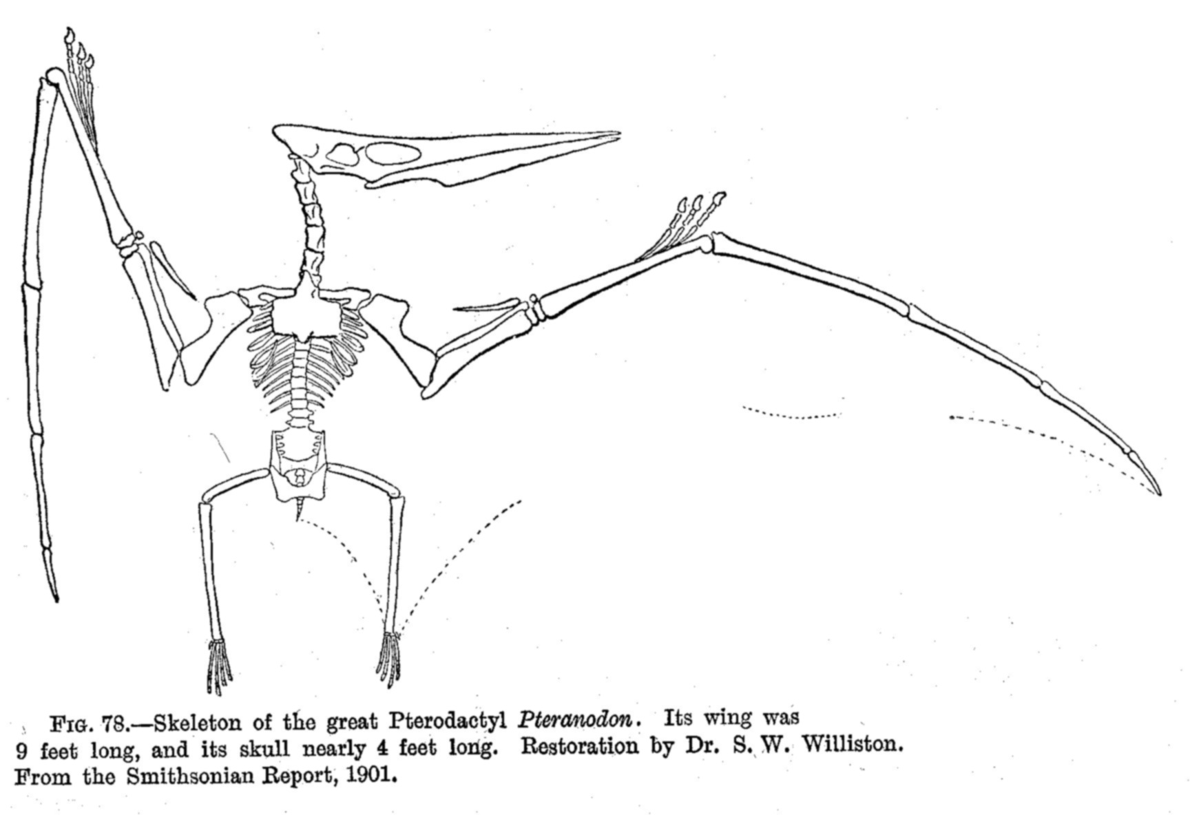 Pteranodon