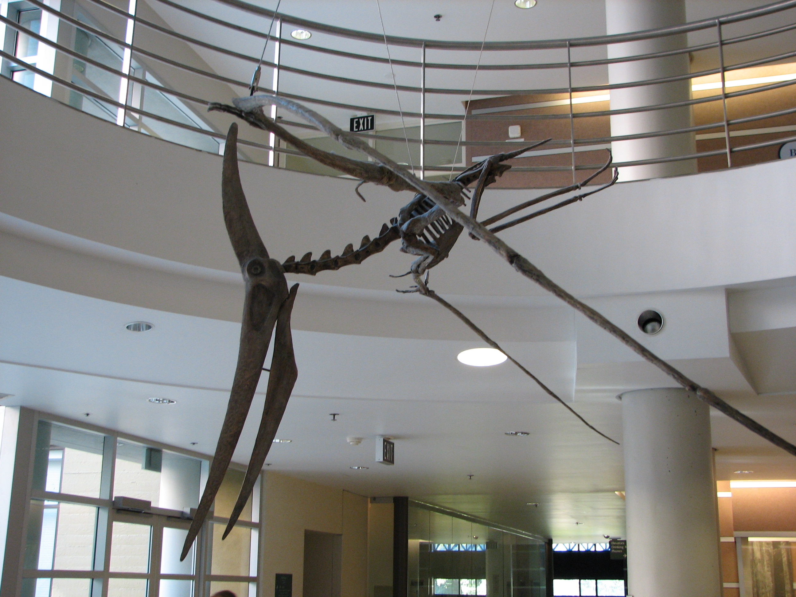 Pteranodon