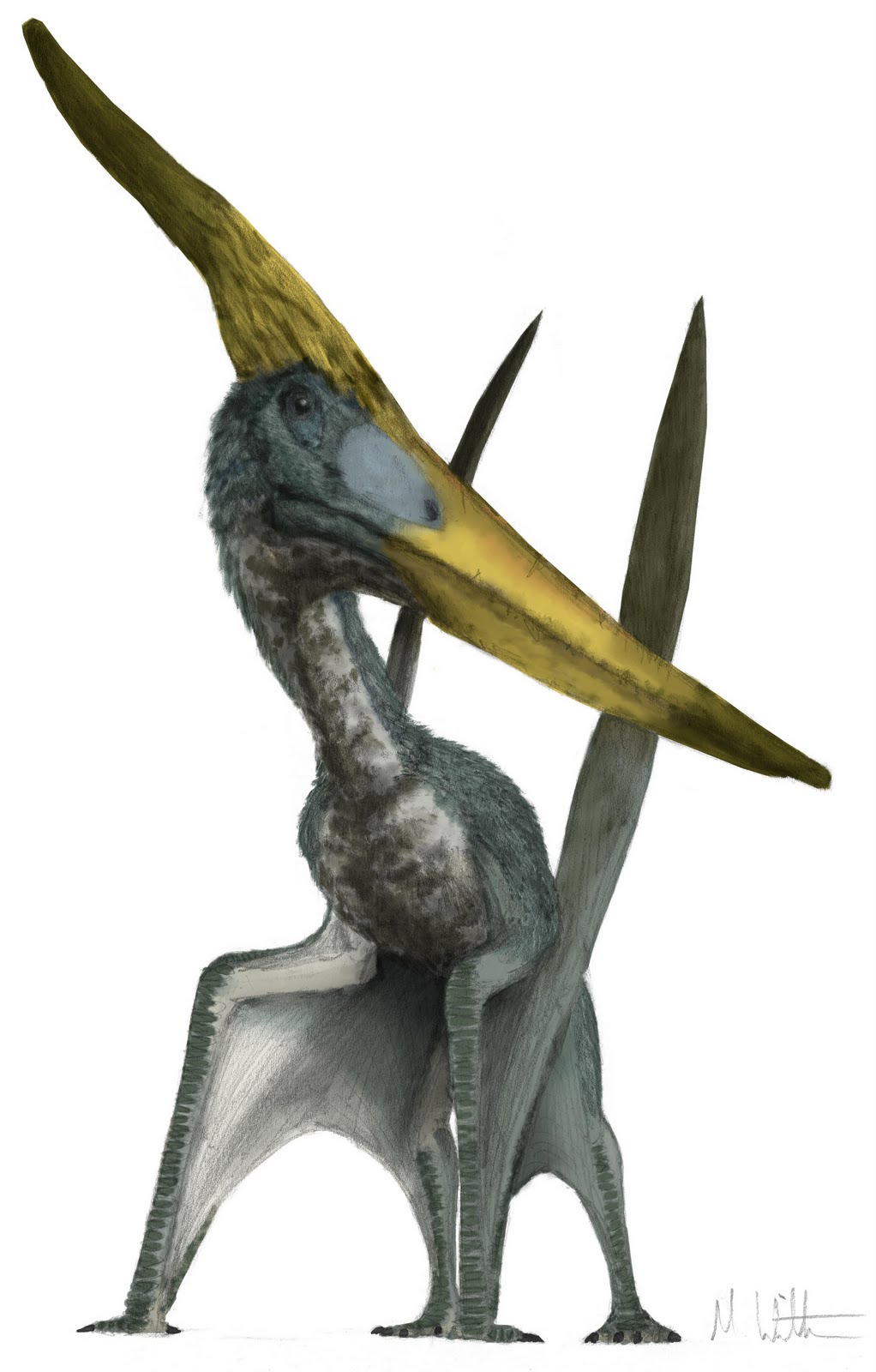 Pteranodon