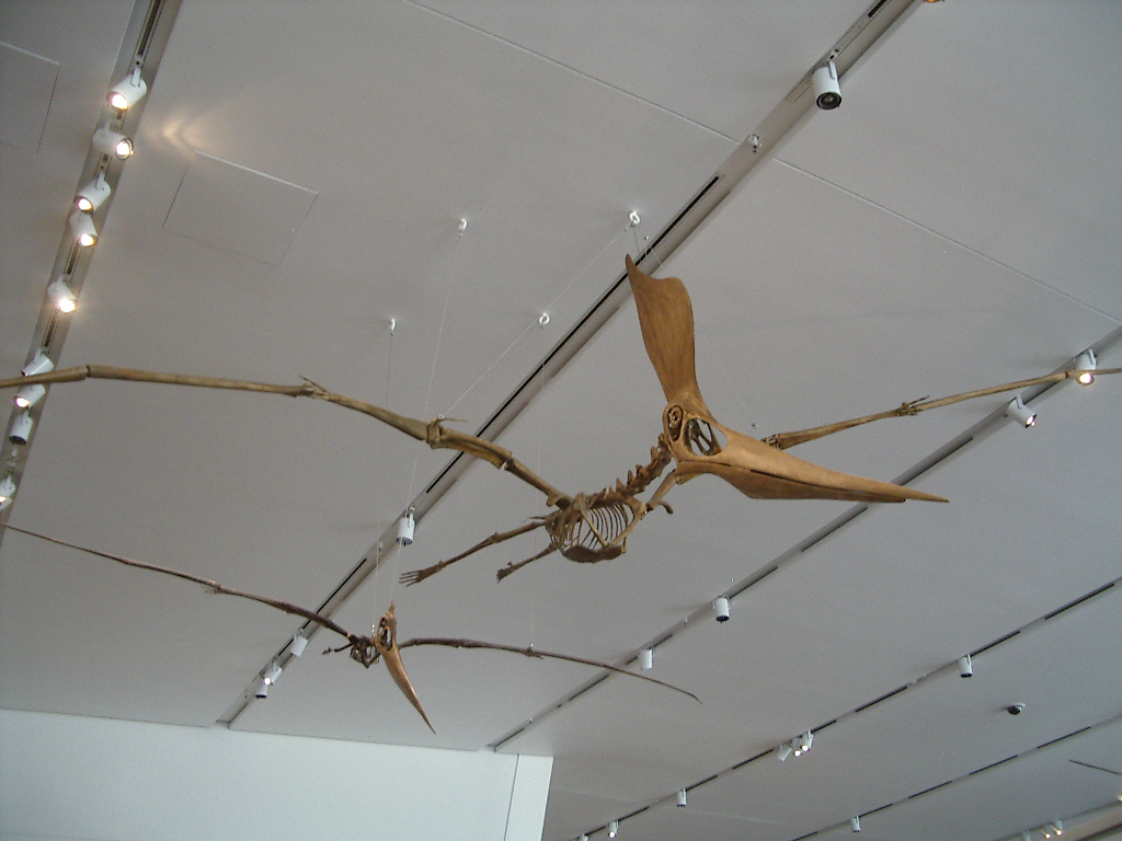 Pteranodon