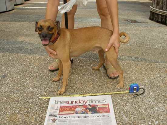 Pug Italian Greyhound Mix