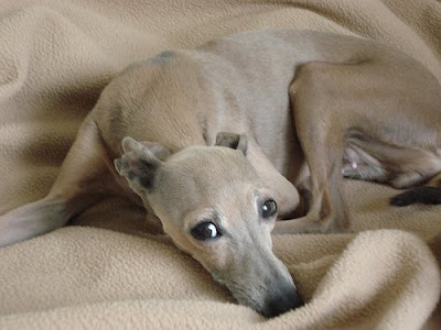 Pug Italian Greyhound Mix