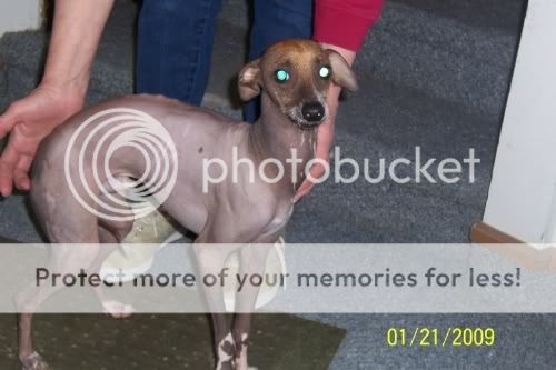 Pug Italian Greyhound Mix