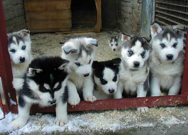 Puppy Huskies For Sale