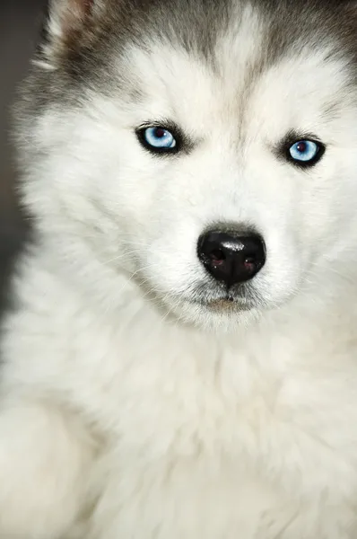 Puppy Huskies With Blue Eyes