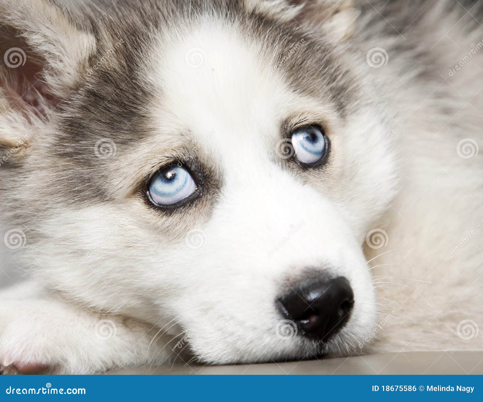 Puppy Huskies With Blue Eyes