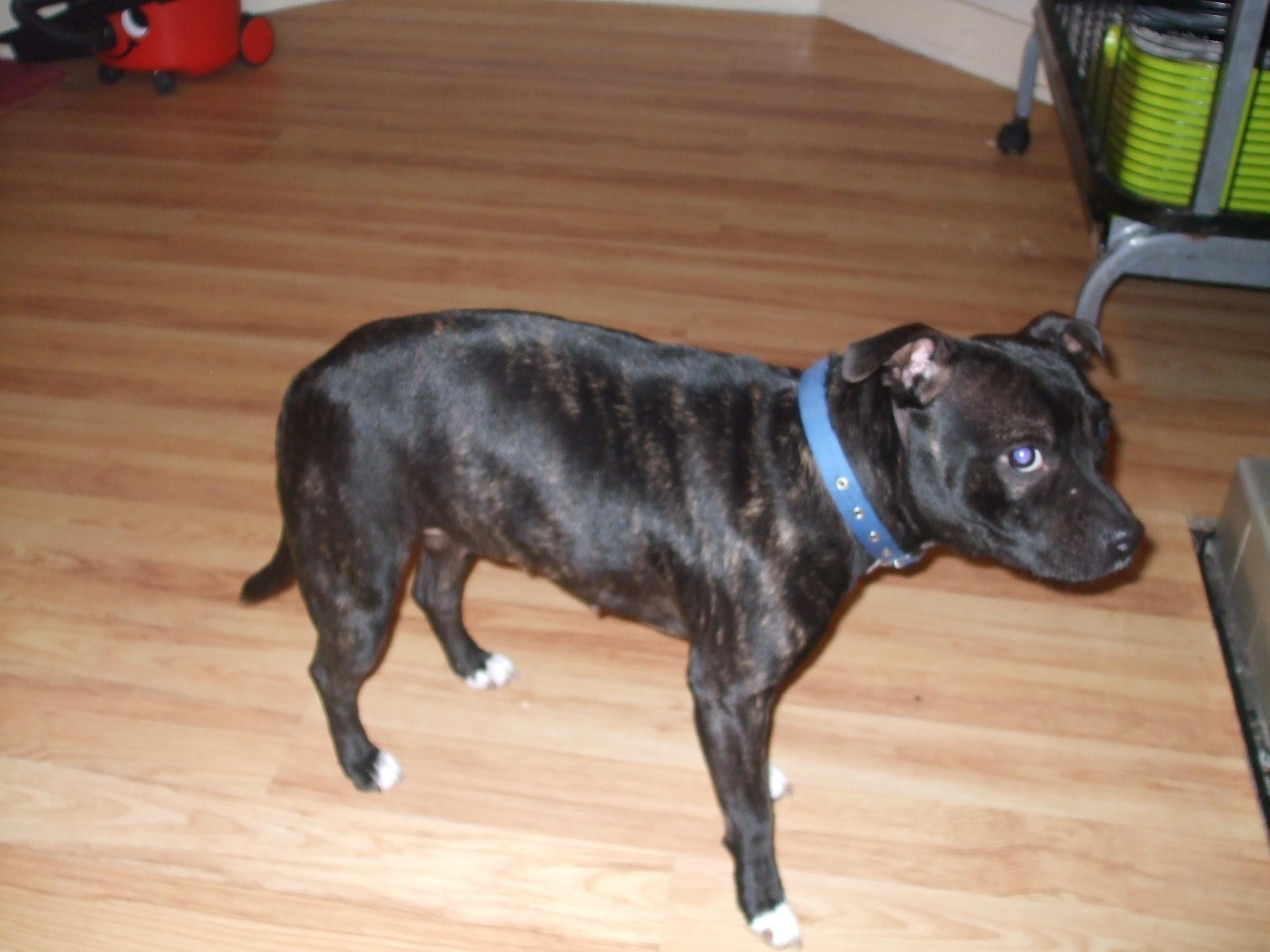 Pure White Staffy Pups For Sale