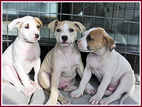 Purebred American Staffy Pups