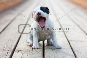 Purebred American Staffy Pups