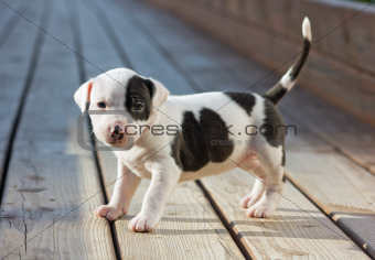 Purebred American Staffy Pups