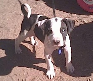 Purebred American Staffy Pups