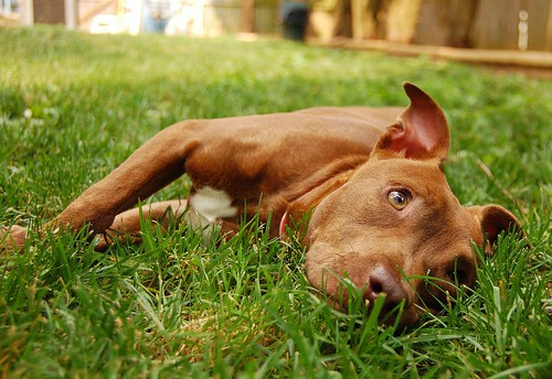 Purebred American Staffy Pups