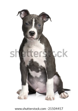 Purebred American Staffy Pups