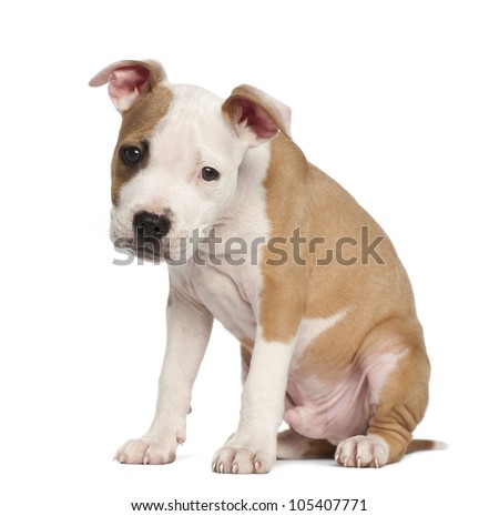 Purebred American Staffy Pups