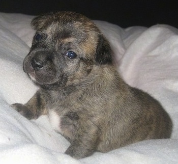 Purebred Blue Staffy Pups