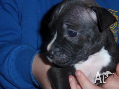 Purebred Blue Staffy Pups